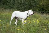 DOGUE ARGENTIN 064